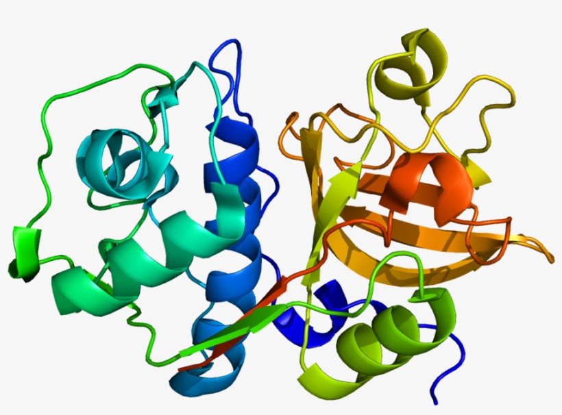 Protein Ctss Pdb 1glo - Cathepsin A Protein Structure, transparent png