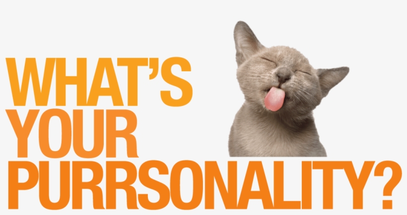 Enter To Win A $500 Amazon Gift Card - Cat Yawns, transparent png