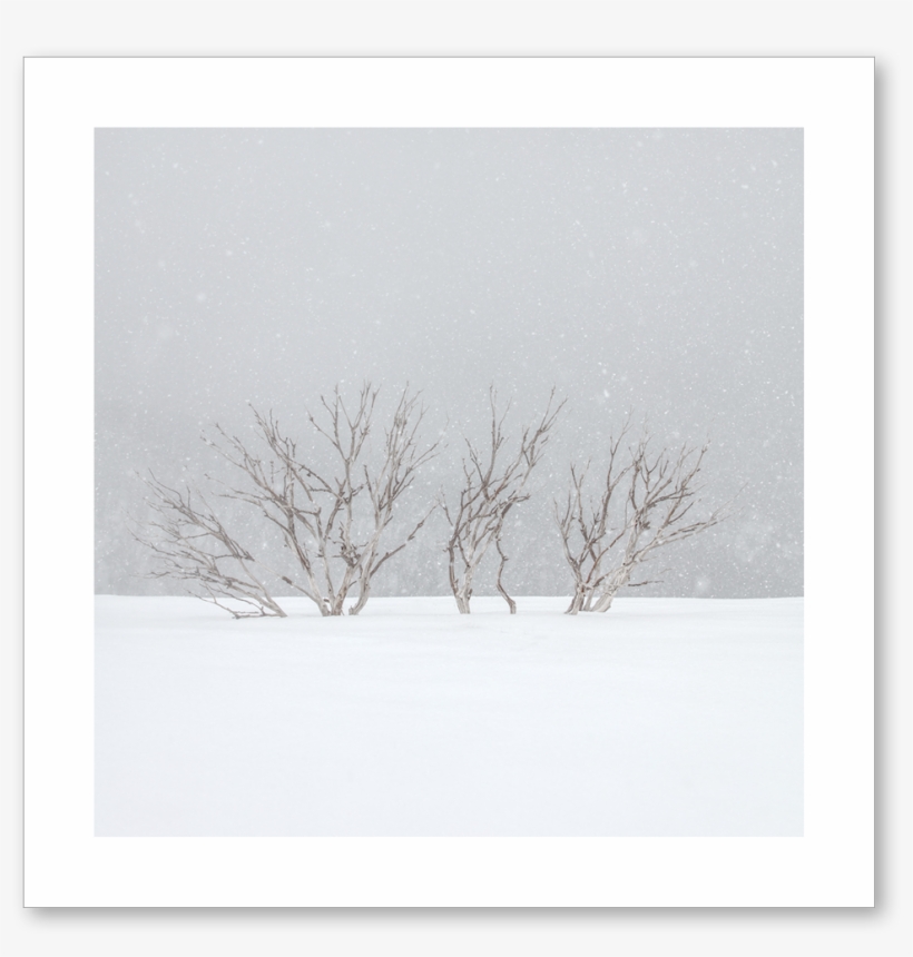 Snow Tree, transparent png