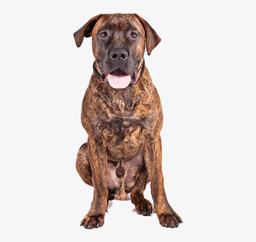 Boerboel - Perro Boerboel Atigrado, transparent png