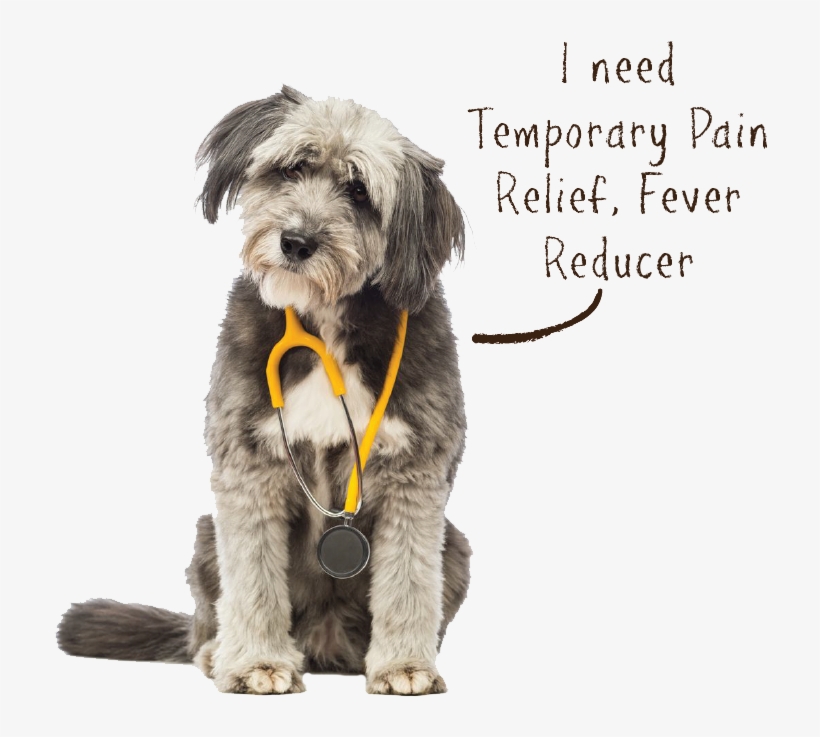 Dog Ache Aid2 - Dog Catches Something, transparent png