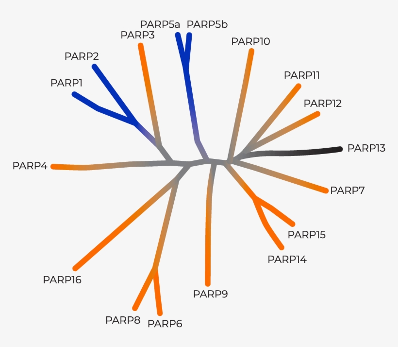 Parps Play Important Roles In Regulating Stress Responses - Diagram, transparent png