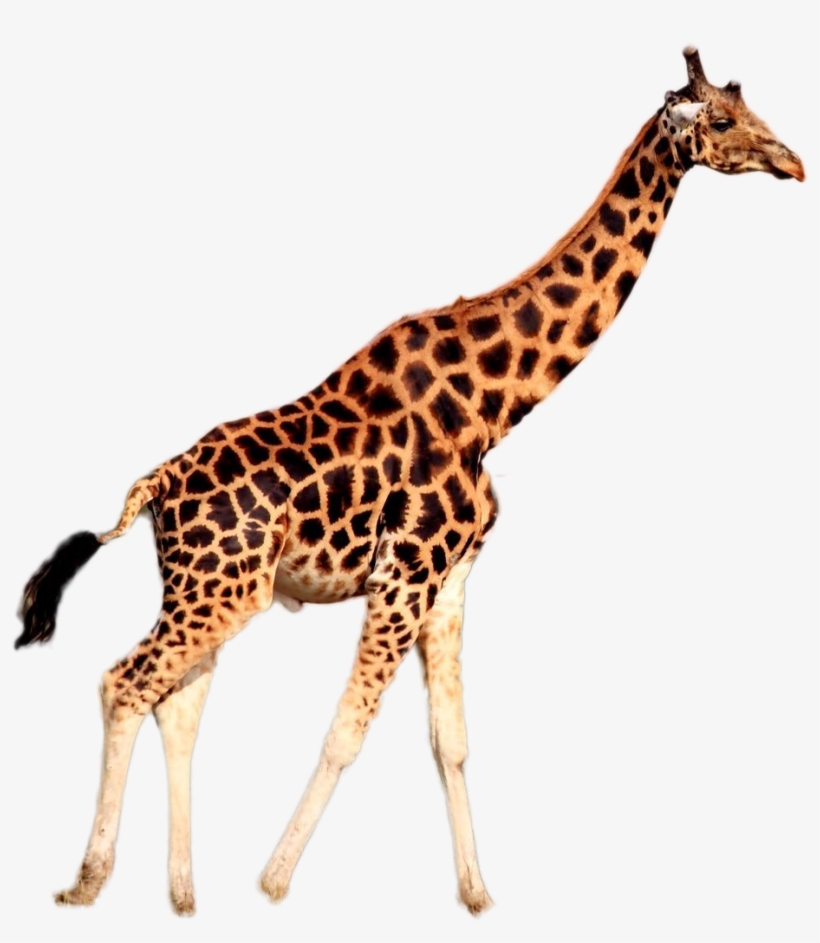 Giraffe Png Image - Would A Giraffe Wear Its Tie, transparent png