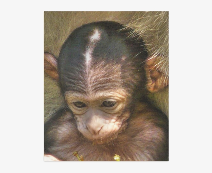 Common Chimpanzee, transparent png