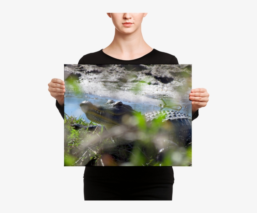 Florida Gator On Canvas - Canvas, transparent png