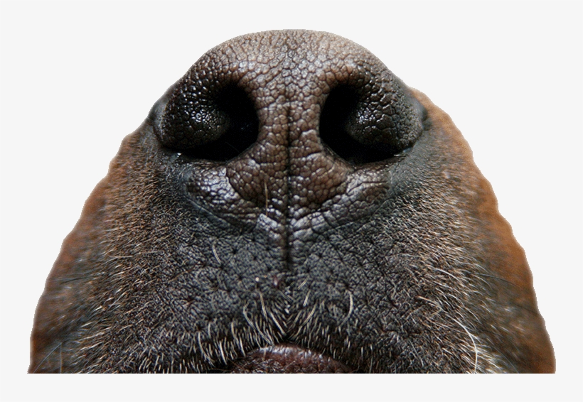 4 - Close-up, transparent png