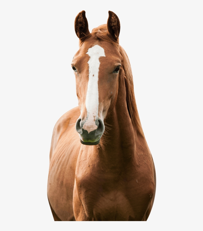 'america's Toughest Sheriff' Spends Nearly A Year Investigating - Horses Png, transparent png