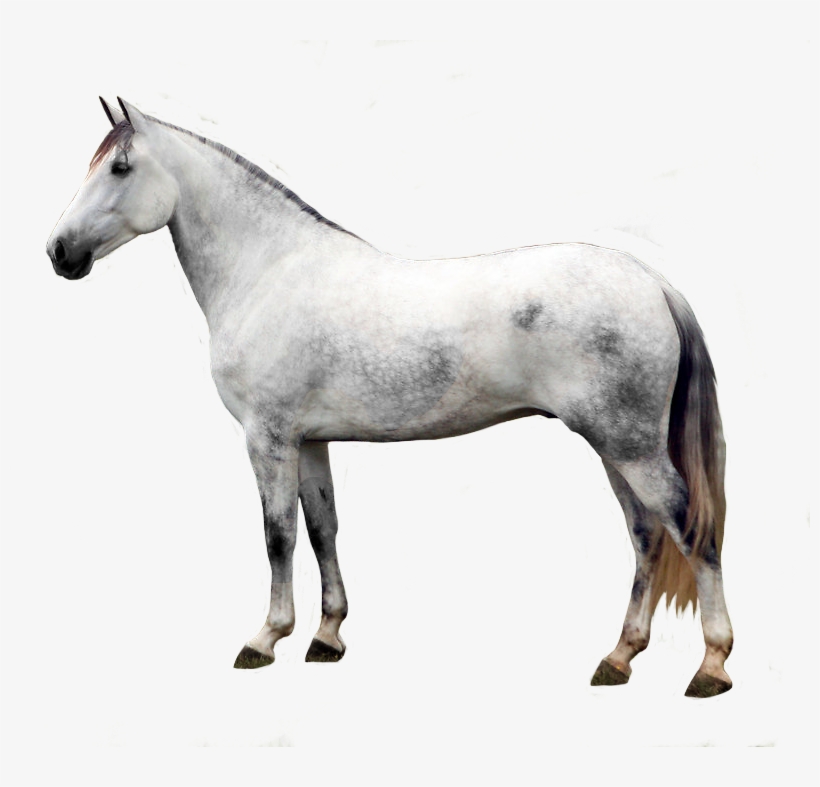 Andalusian Horse Png - Stallion, transparent png