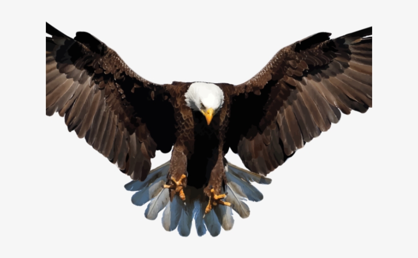 Bald Eagle Clipart Transparent Background - Transparent Background Eagle Png, transparent png