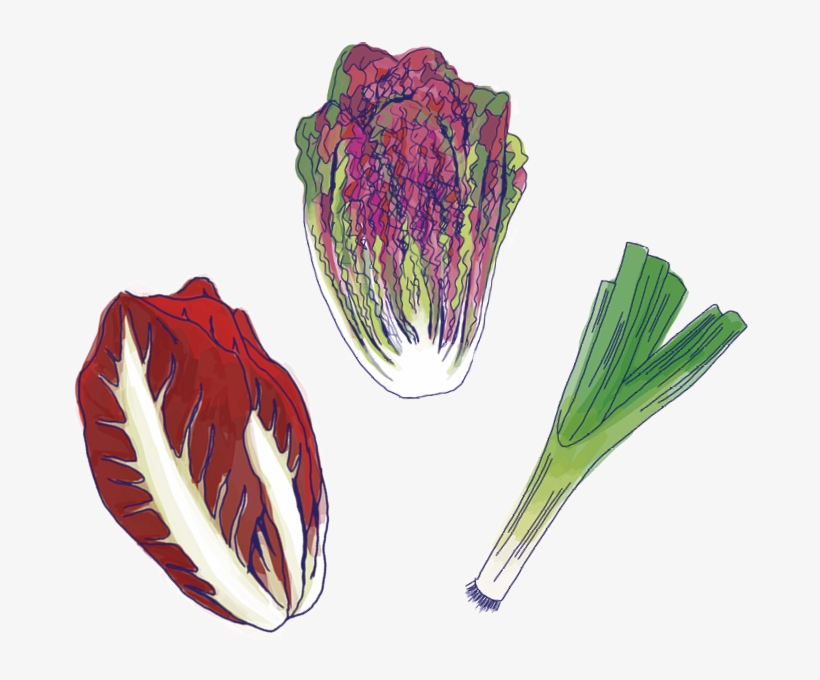 Veggies - Radicchio, transparent png