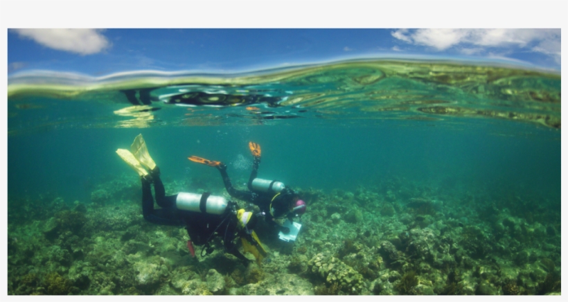 View Larger - Underwater, transparent png