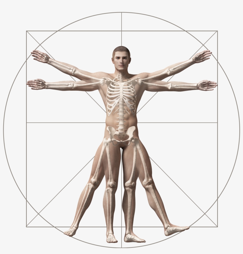 Where Does It Hurt - Vitruvian Man, transparent png