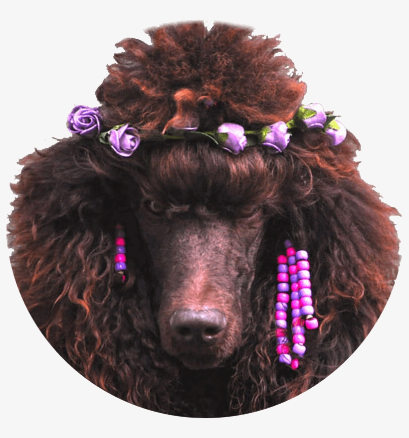 Http - //www - Brownpoodles - Com/wp-content/uploads/ - Standard Poodle, transparent png
