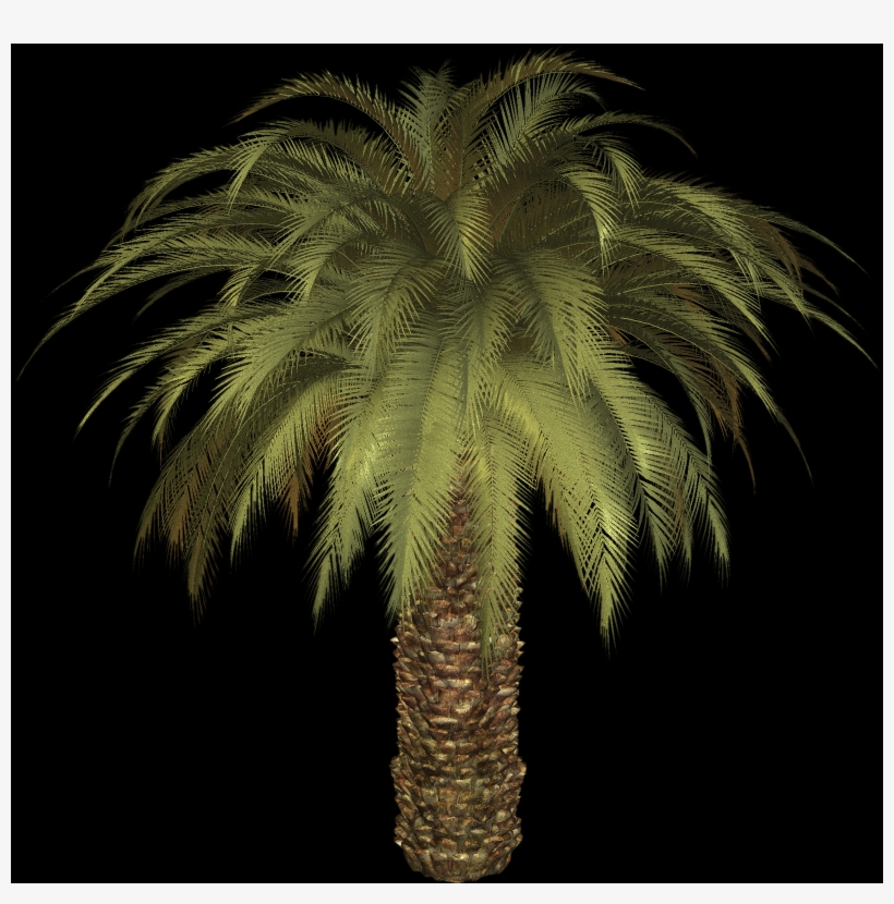 Palm Tree, Free Pngs - Attalea Speciosa, transparent png