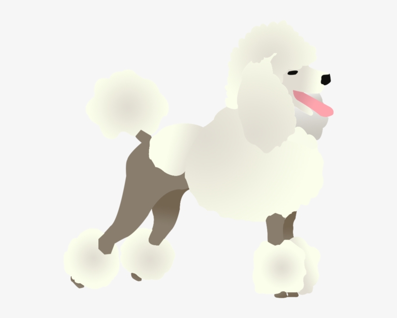 Poodle - Standard Poodle, transparent png