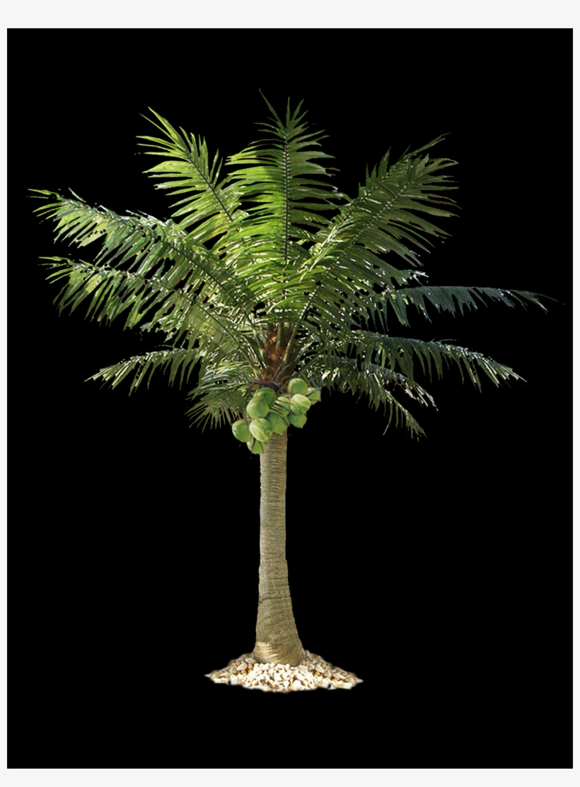 Palm Tree, Free Pngs - Roystonea, transparent png
