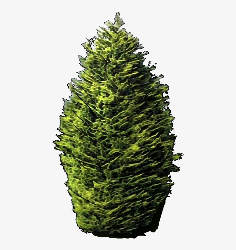 Eucalyptus Gunnii Jlwz 23 Jan 2019 - Sitka Spruce, transparent png