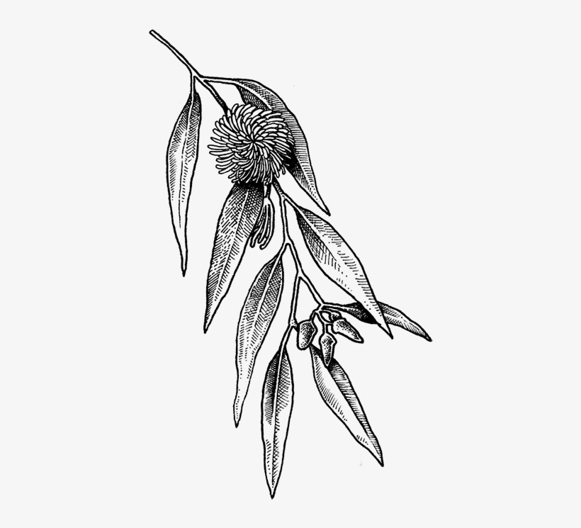 Herbal Alphabet - Eucalyptus - Acianthera Pectinata, transparent png