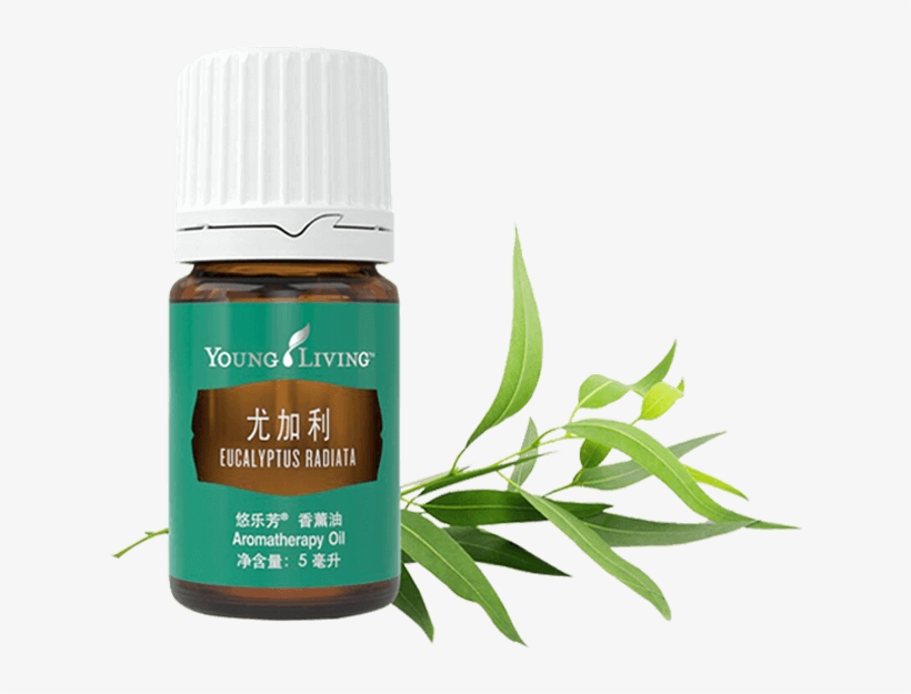 Eucalyptus Radiata Essential Oil - Dorado Azul Png, transparent png