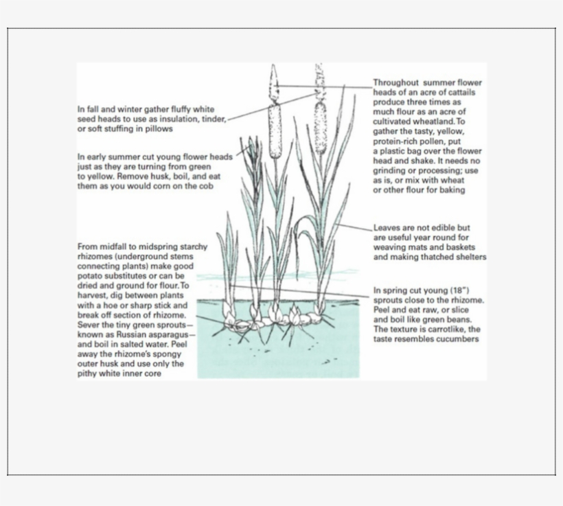 Image - Inov 8 Bare Grip 200, transparent png
