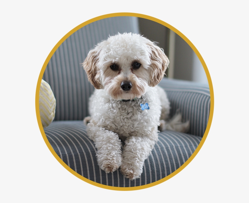 Dogsitting - Sarna Em Cachorro, transparent png
