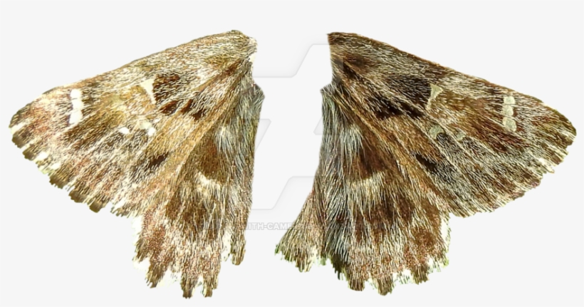Wings Png By Bunny - Transparent Moth Wings, transparent png