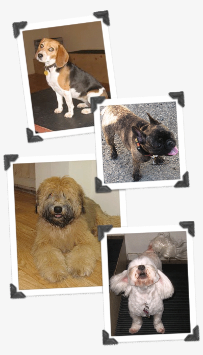 Daily - Beagle-harrier, transparent png