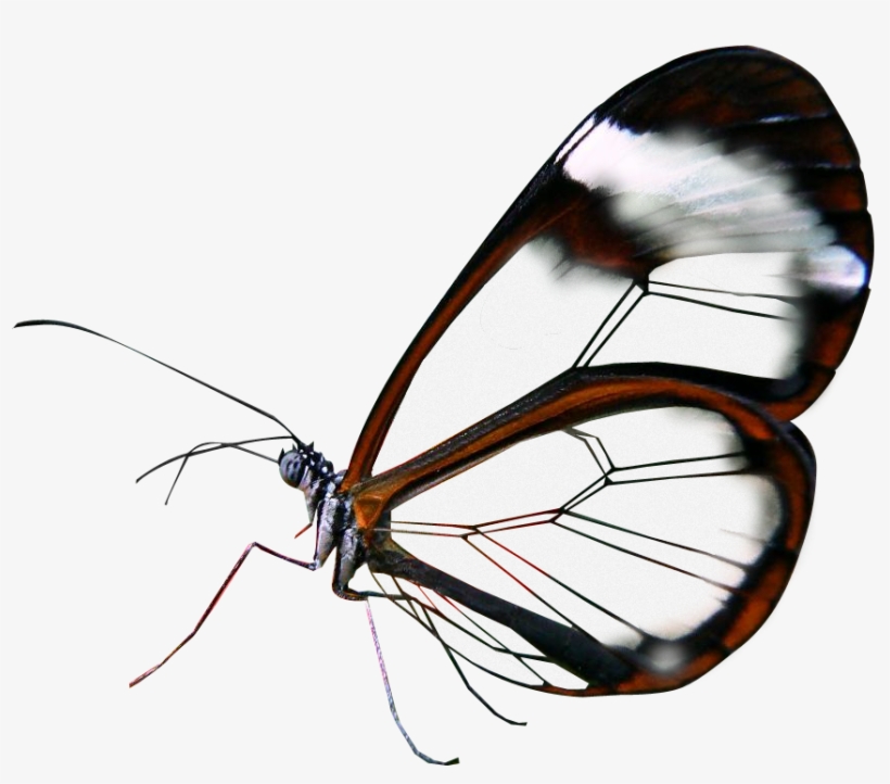 Semi Transparent Glasswing Butterfly Made By Totally - Poster, transparent png