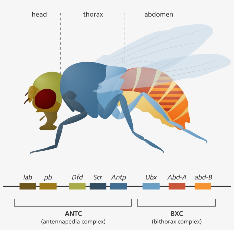 1200 X 1126 7 - Net-winged Insects, transparent png