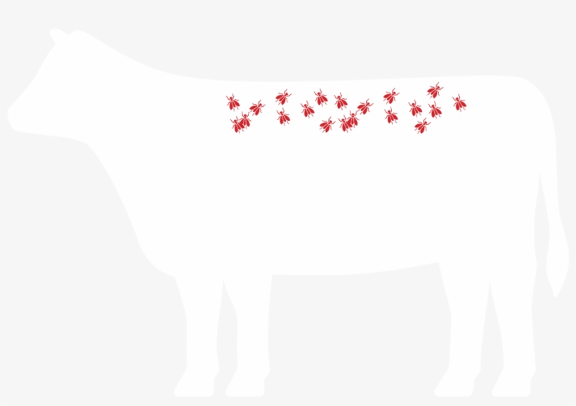 Image Image - Dairy Cow, transparent png