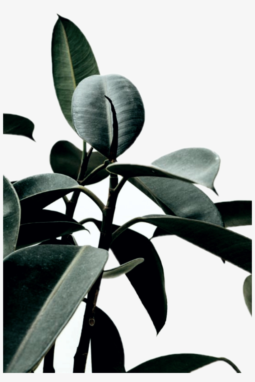 Reportar Abuso - Rubber Fig, transparent png