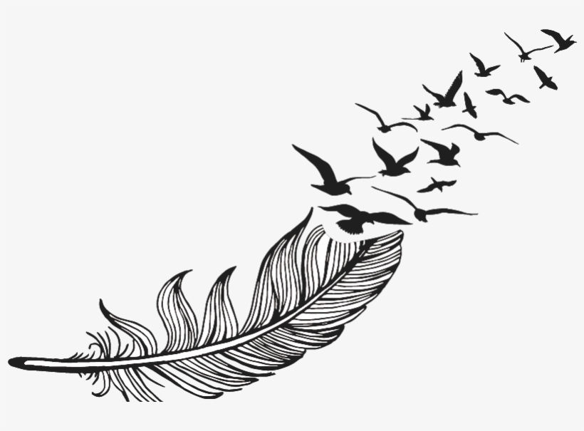 Feather Drawing Png, transparent png