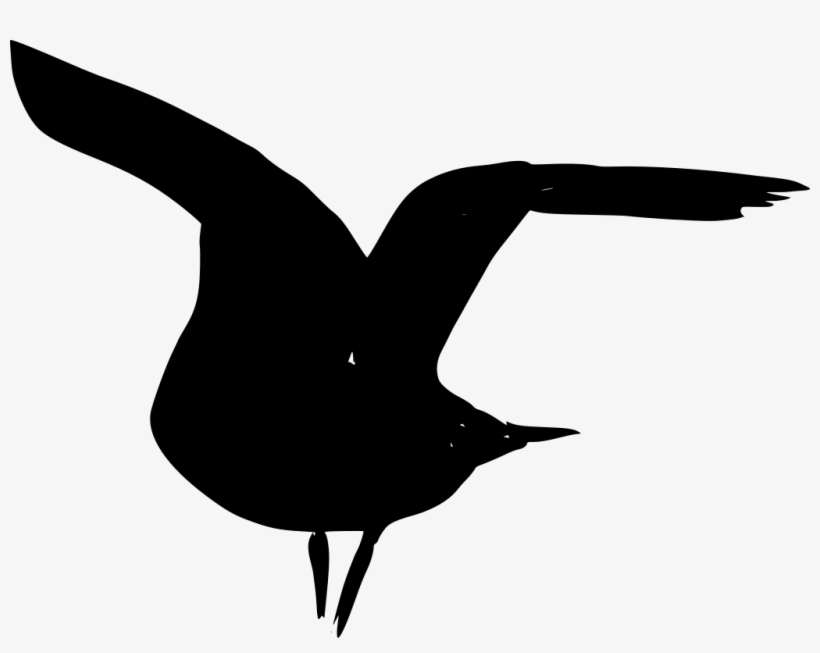 Download Png - Seabird, transparent png