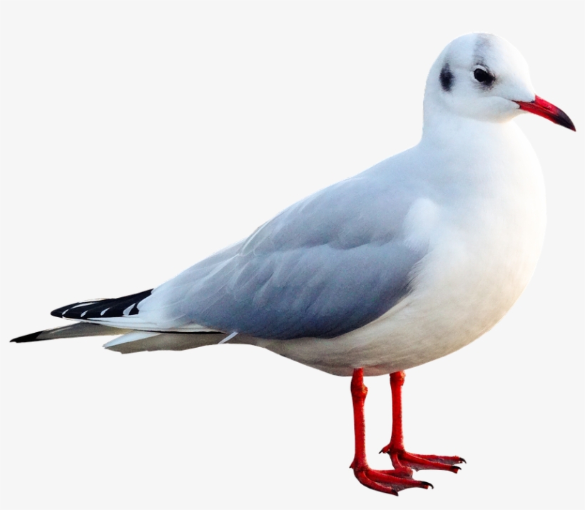 Seagull, Bird, Animal, Water Bird, Seevogel, Close - Mouette En Png, transparent png