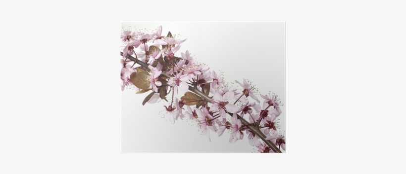 Cherry Blossom, transparent png