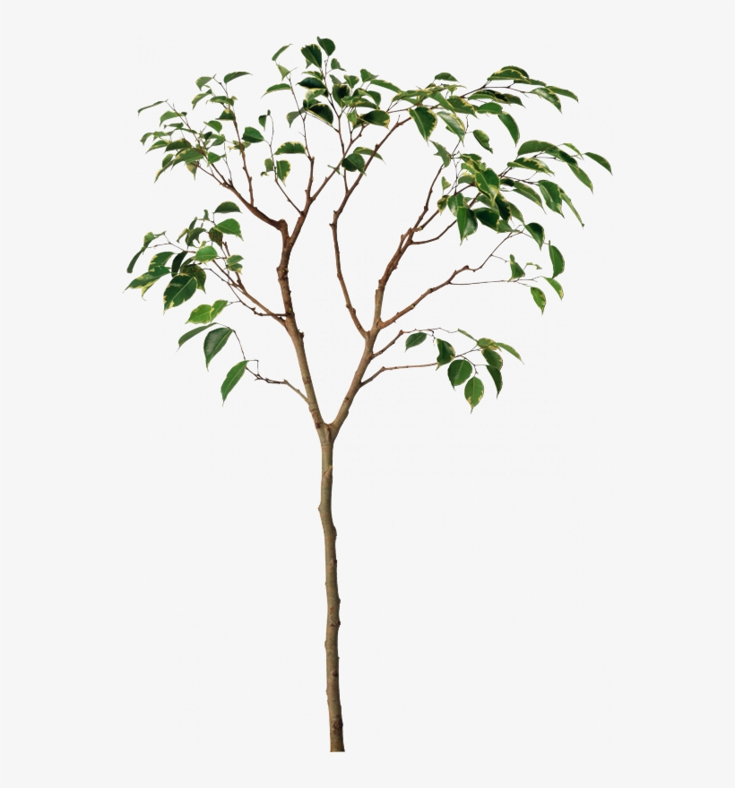 Pin By Natacha Clavier On Bibliothèque Psd - Plant Root Png, transparent png