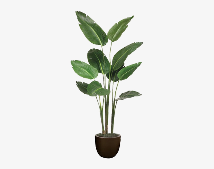 Birds Of Paradise Plant In Pot, transparent png