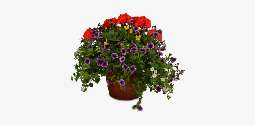 649 10 In Geranium Planter - Pericallis, transparent png
