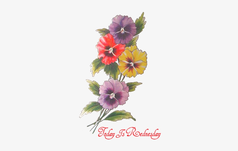 Sweet William, transparent png
