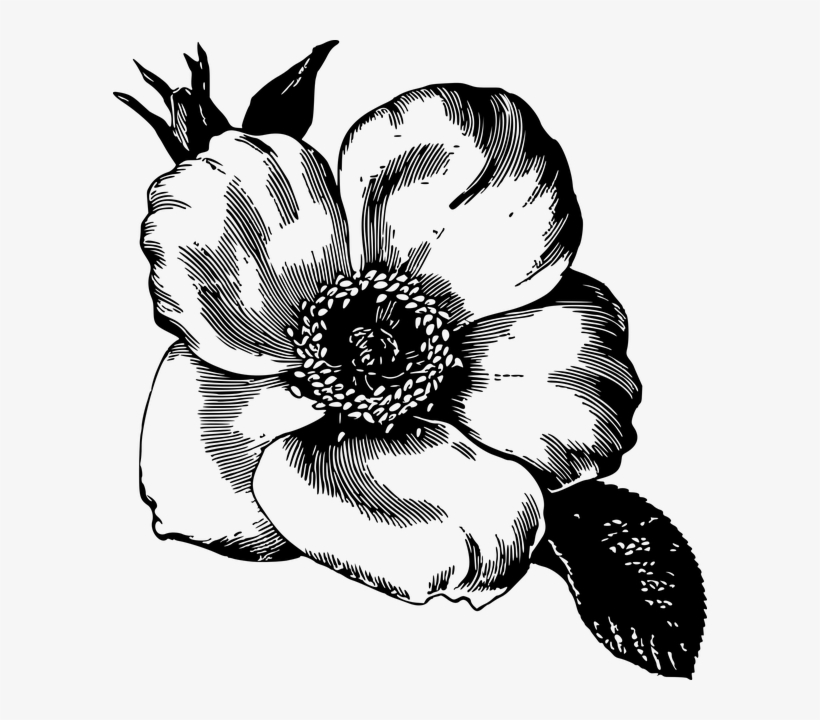 Flower Illustration - Flower Petal Drawing, transparent png