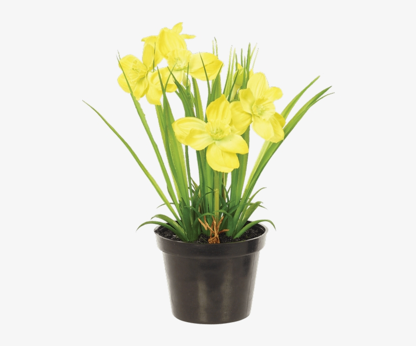 Narcissus Bush In Planter, Yellow - Flax-leaved Tulip, transparent png