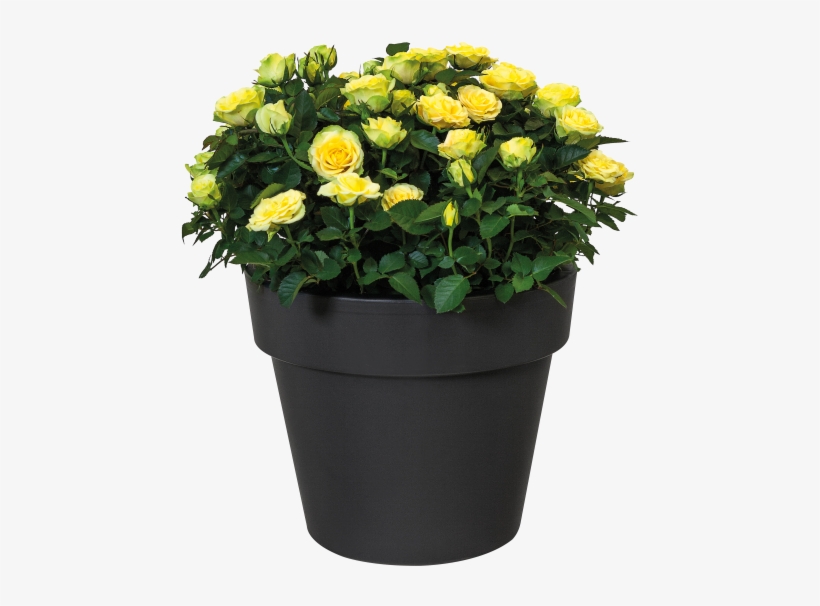 Home > Collection > Green Basics Top Planter - Elho Green Basics Top Planter 23 X 19, 3 Cm Cherry, transparent png