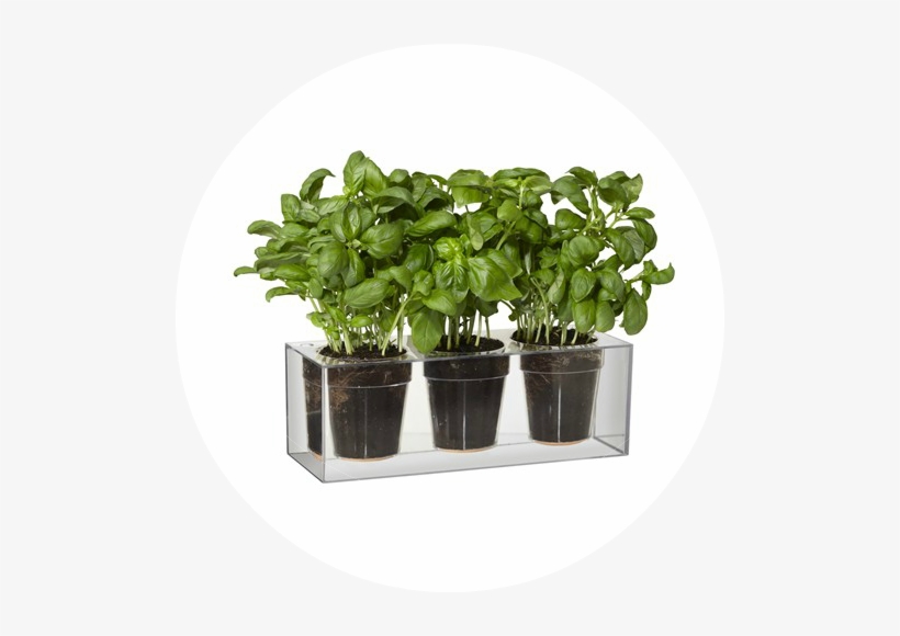 Boskke Cube Small Triple Pack - Boskke Cube Clear Planter With Water Reservoir, Trio, transparent png