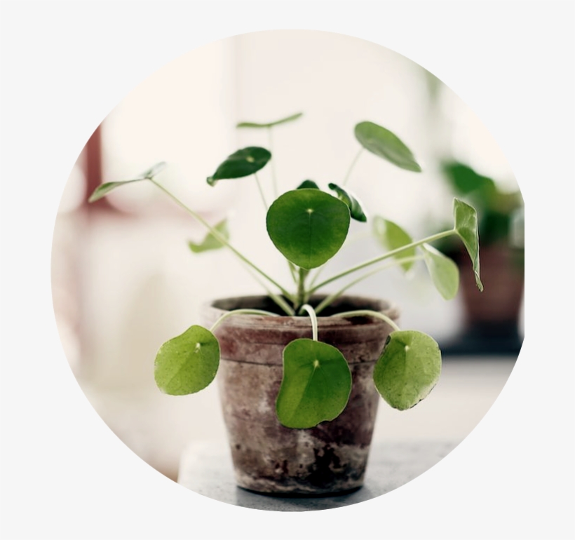 Photo B25467cc B2c1 41bc 89e5 De4b1fe273c2 Zpse695b761 - Chinese Money Plant, transparent png