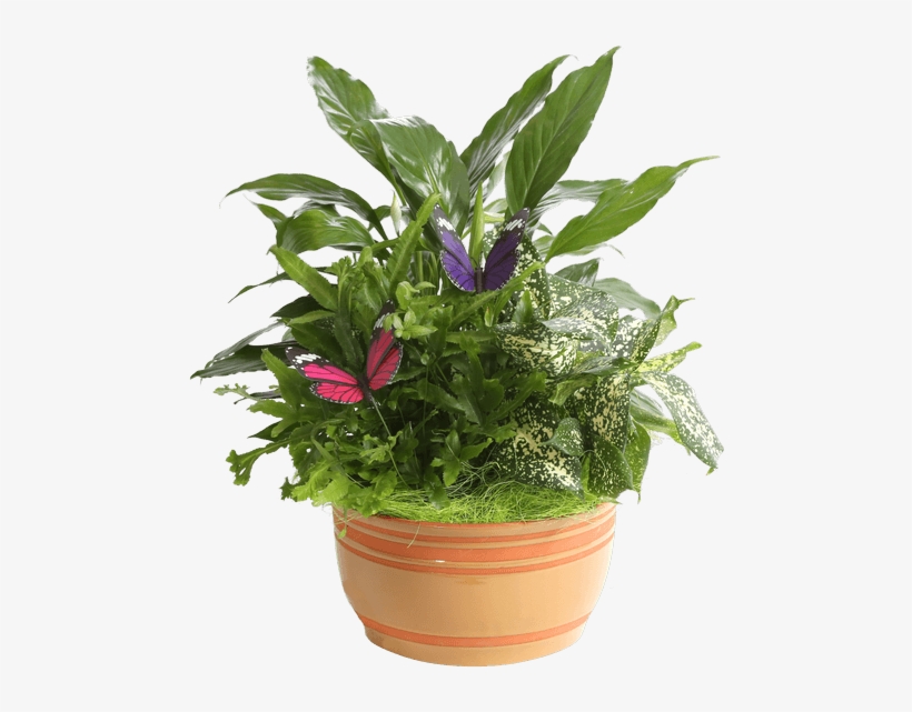 Horizon Planter, 7" Caramel • - Flowerpot, transparent png