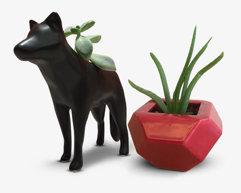 Check Out These Custom Succulent Planters Made In Porcelain - Cattle, transparent png