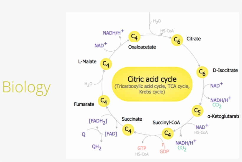 Annotated Drawing Biological - Citric Acid Cycle, transparent png