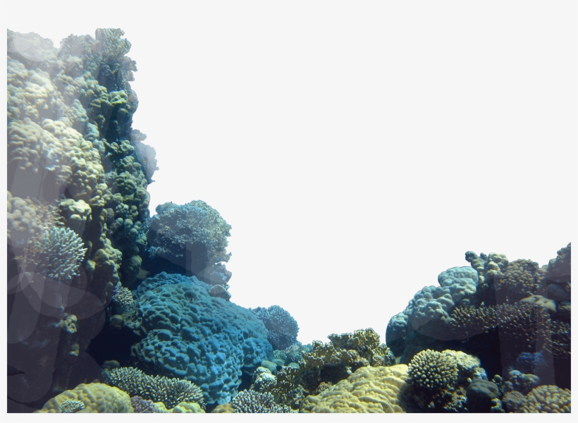 Coral Reefs Png - Coral Reef Png Transparent, transparent png