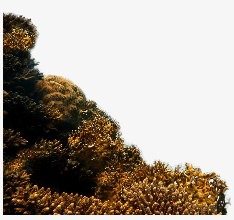 Reef - Vivir Con Plenitud De Corazón: Guía Del Caminante Que, transparent png