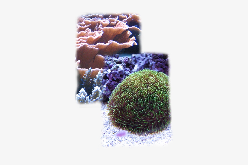 Dive In To The Details About The Diversity, Complexity, - Stony Coral, transparent png